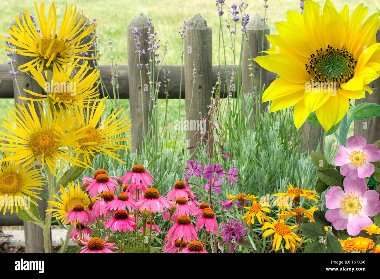 Heilpflanzen, medizinische Pflanzen, Anordnung Stockfoto