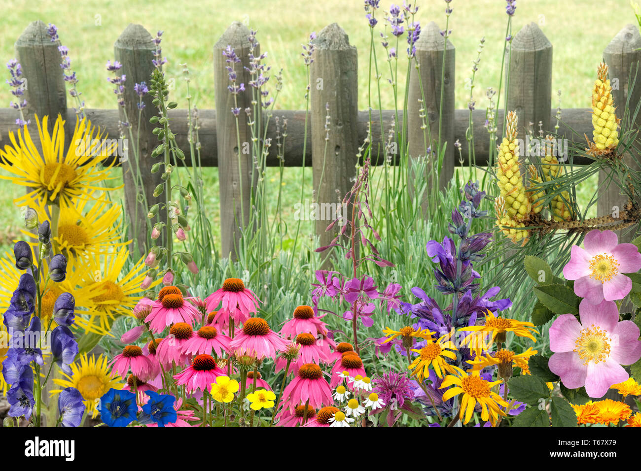 Heilpflanzen, medizinische Pflanzen, Anordnung Stockfoto