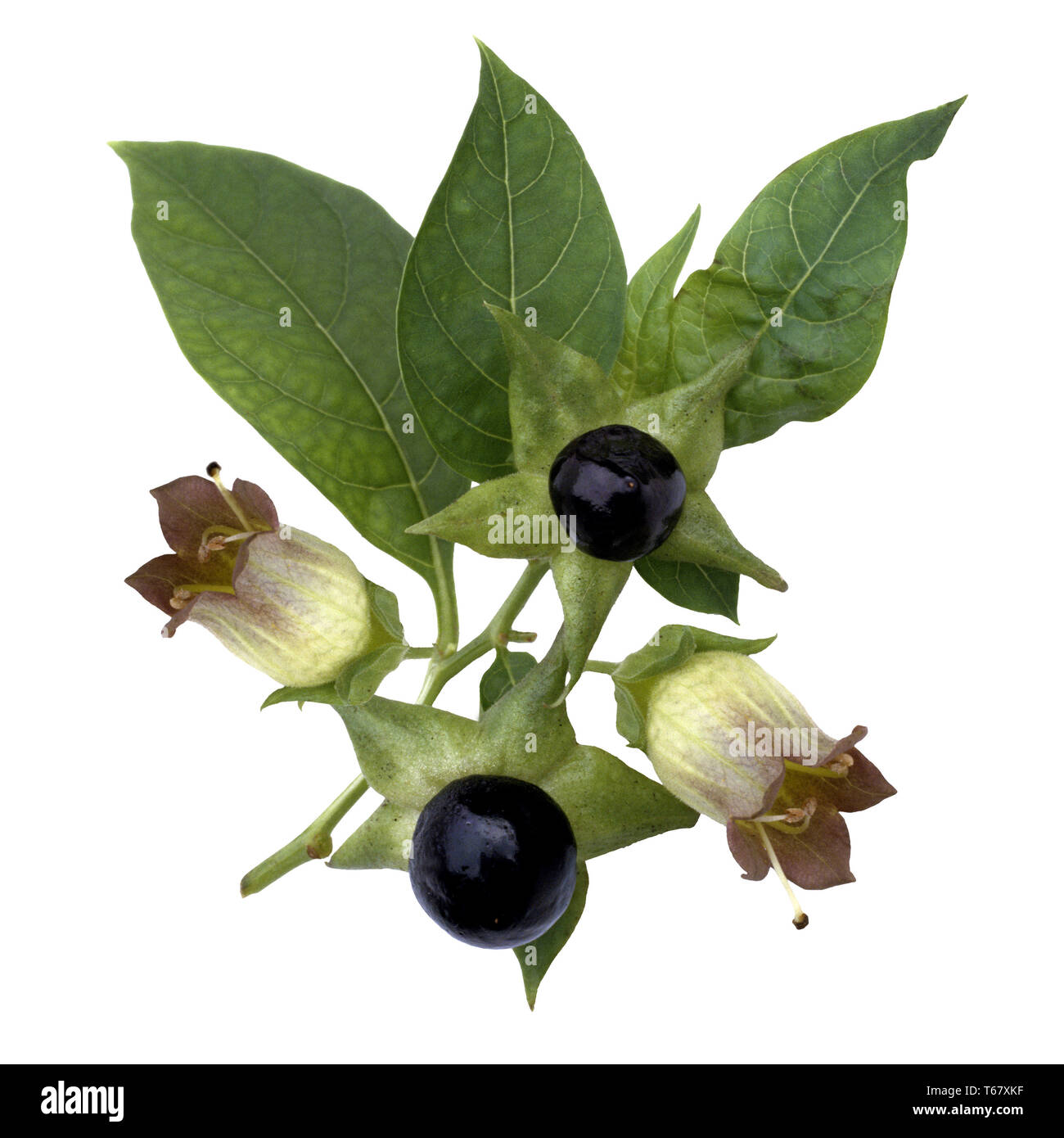 Belladonna, banewort, dwale, Tollkirsche, Tod Kirschen, Beeren Devil Stockfoto