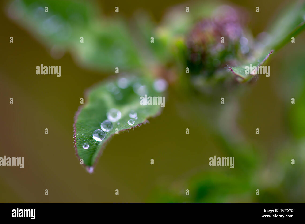 Makrofotografie eines roten Kleeblatt mit Morgentau Tropfen auf. In den Anden von zentralen Kolumbien erfasst. Stockfoto