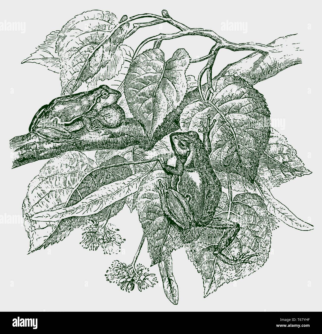 Zwei Europ ische Laubfrosch Hyla Arborea Sitzen Auf Einem Baum zwei-europ-ische-laubfrosch-hyla-arborea-sitzen-auf-einem-baum