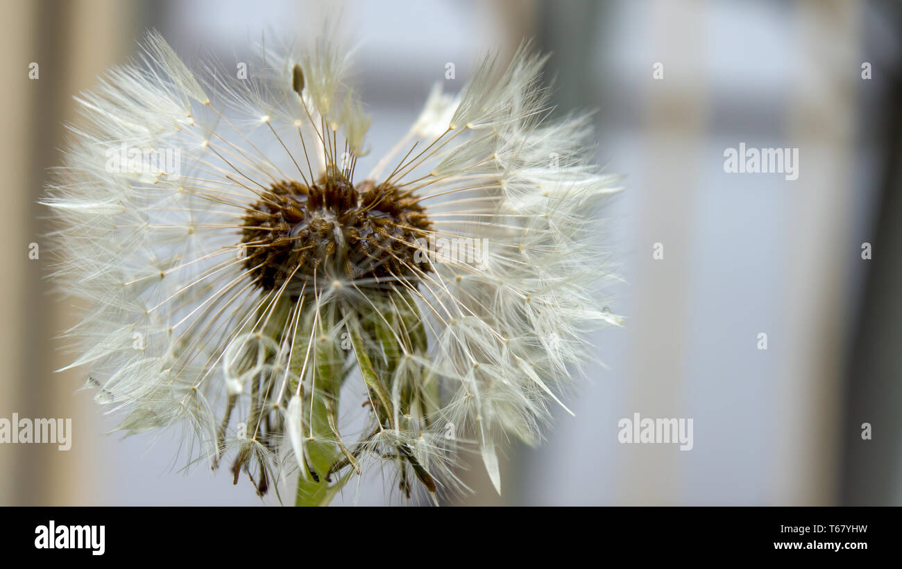 Makrofotografie eines Löwenzahn Samen Kopf von der Seite, Sodden mit Morgentau. In einem Garten in der Stadt Bogotá, Kolumbien erfasst. Stockfoto