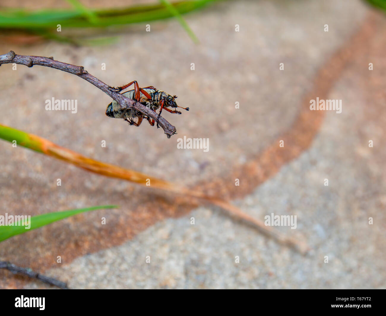 Makrofotografie eines kleinen gestreiften Skarabäus Käfer auf den Kopf von einem Zweig über einen Felsen hängen. In den Anden von zentralen Kolumbien erfasst. Stockfoto