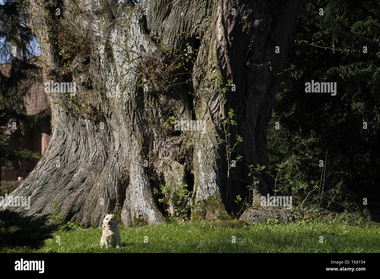 Linde, Gattung Tilia Stockfoto