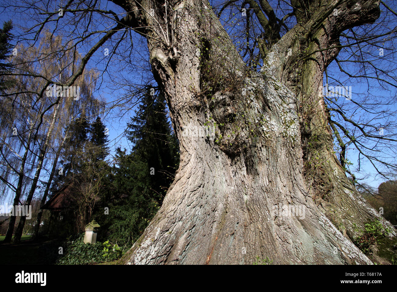 Linde, Gattung Tilia Stockfoto