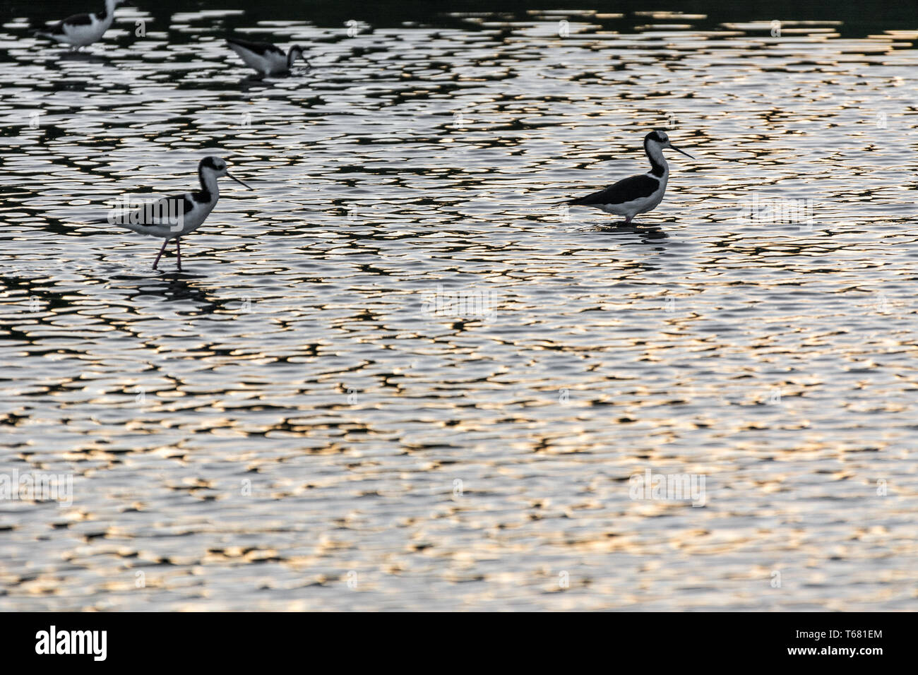 2019, Januar. Florianopolis, Brasilien. Stockfoto