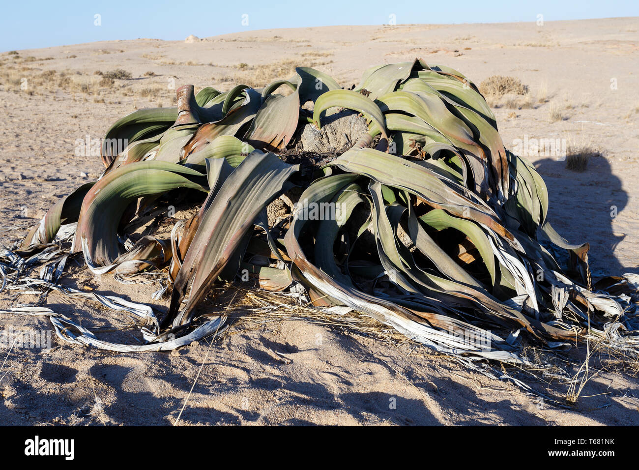 Welwitschia mirabilis, erstaunliche Wüste Pflanze, lebendes Fossil Stockfoto