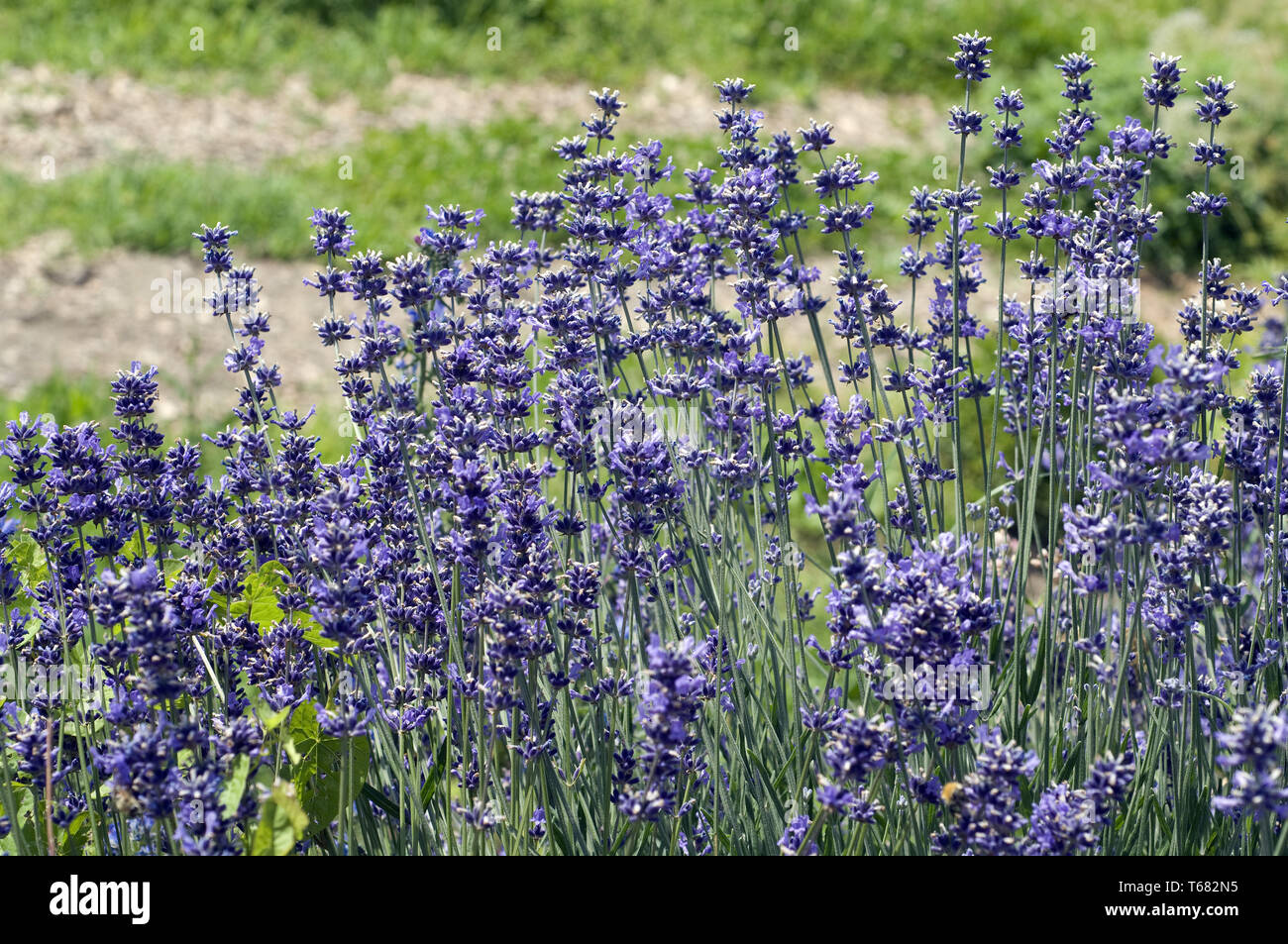 Lavendel Pflanze, Lavandula angustifolia Stockfoto