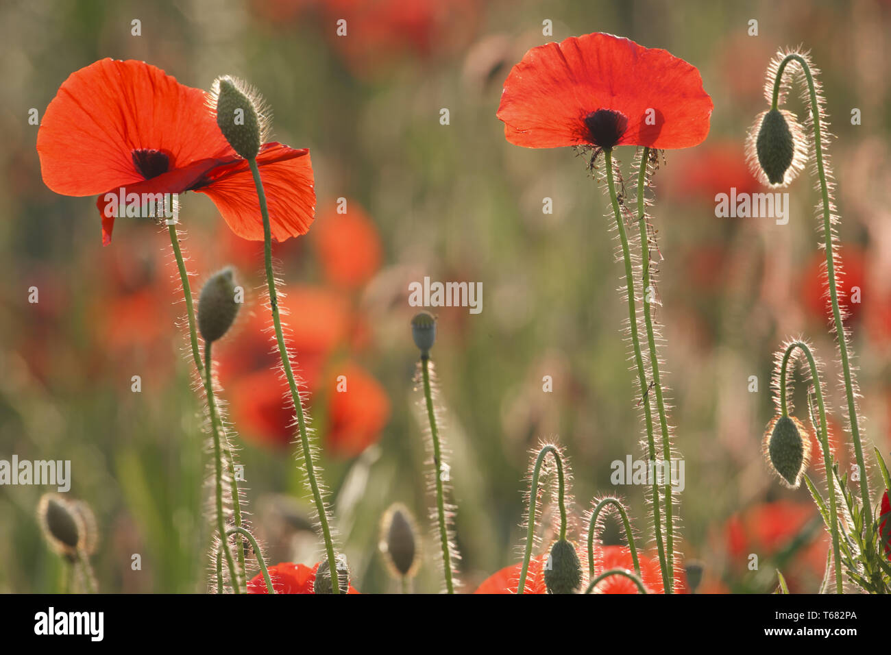 Mais Mohn oder headwark, Papaver rhoeas Stockfoto