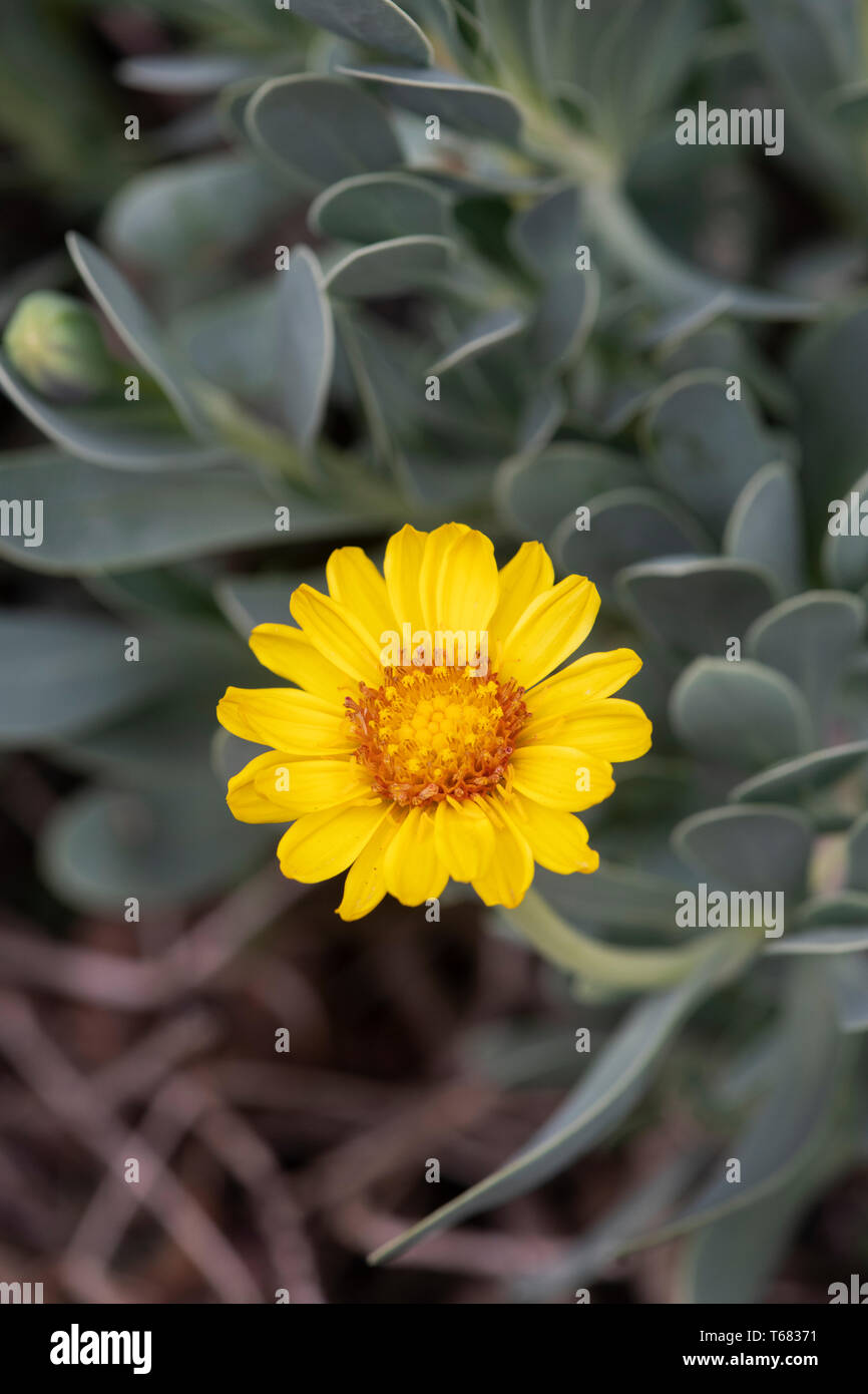 Othonna Cheirifolia. Barbary ragweed in Blüte im Frühjahr Stockfoto