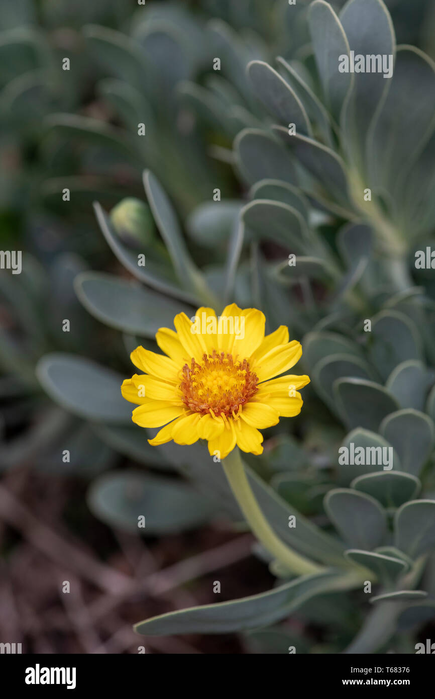 Othonna Cheirifolia. Barbary ragweed in Blüte im Frühjahr Stockfoto