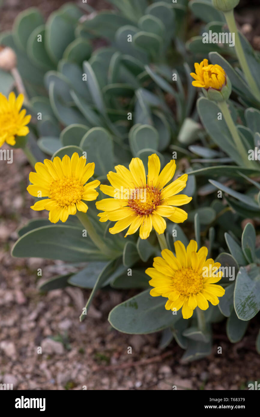 Othonna Cheirifolia. Barbary ragweed in Blüte im Frühjahr Stockfoto