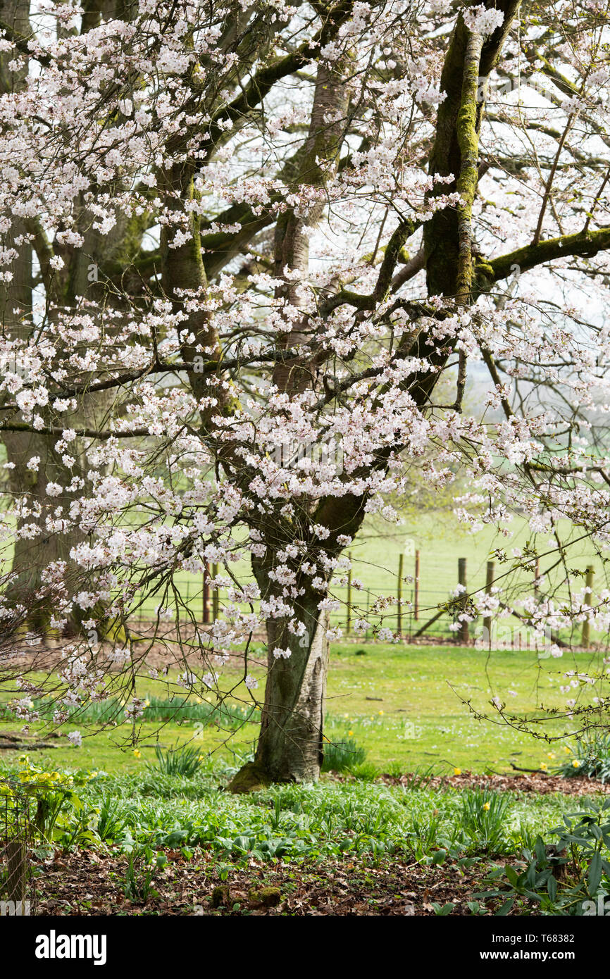 Prunus 'hillieri Spire'. Kirschbaum in Blüte im April. Großbritannien Stockfoto