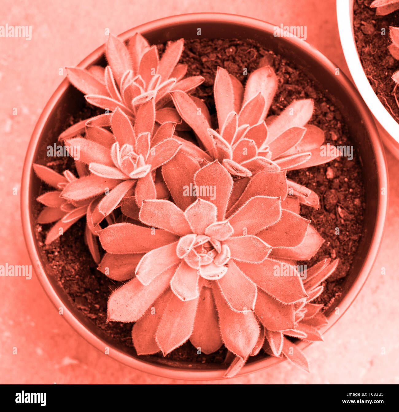 Sukkulente Pflanze in lebende Koralle Farbe. Pantone-Farbe des Jahres 2019 Konzept Stockfoto
