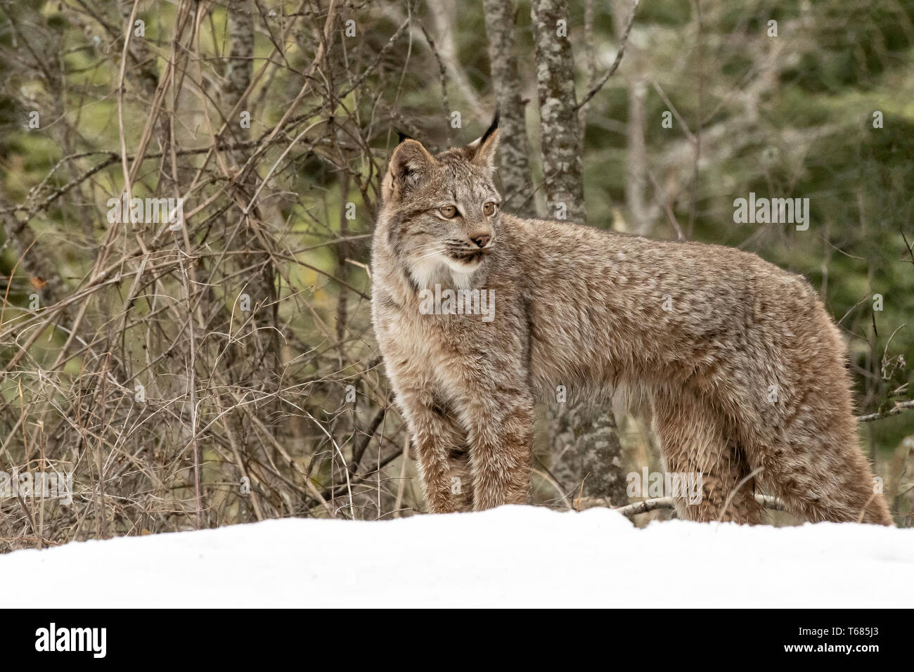 Nordamerika; USA; Montana; Tierwelt; Säugetiere; Fleischfresser; Katzen; wilde Katzen; Kanada; Lynx lynx canadensis: Kätzchen Stockfoto