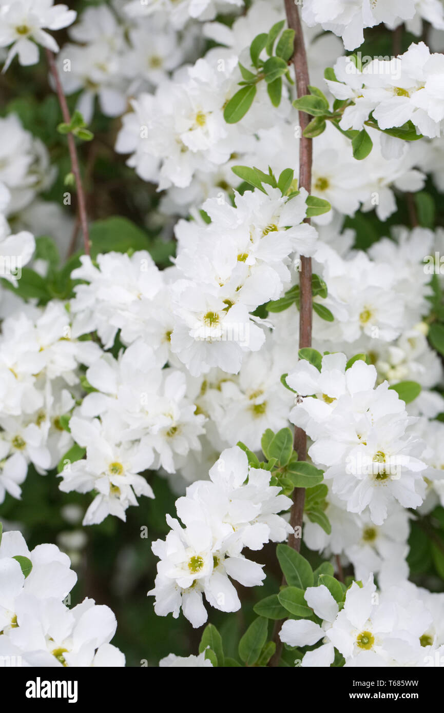 X Exochorda macrantha 'The Bride' Blumen. Stockfoto