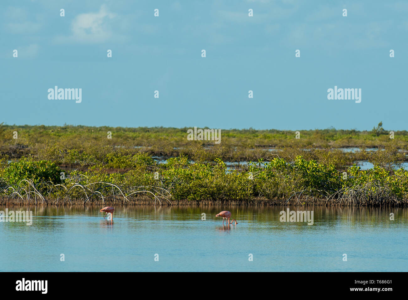 Amerikanischer Flamingo (Phönicopterus ruber) am Flamingo-Teich, Ramsar-Naturreservat, Nord-Caicos, Turks- und Caicosinseln, Karibik. Stockfoto