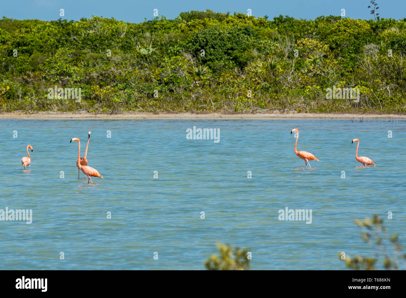 Amerikanischer Flamingo (Phönicopterus ruber) am Flamingo-Teich, Ramsar-Naturreservat, Nord-Caicos, Turks- und Caicosinseln, Karibik. Stockfoto