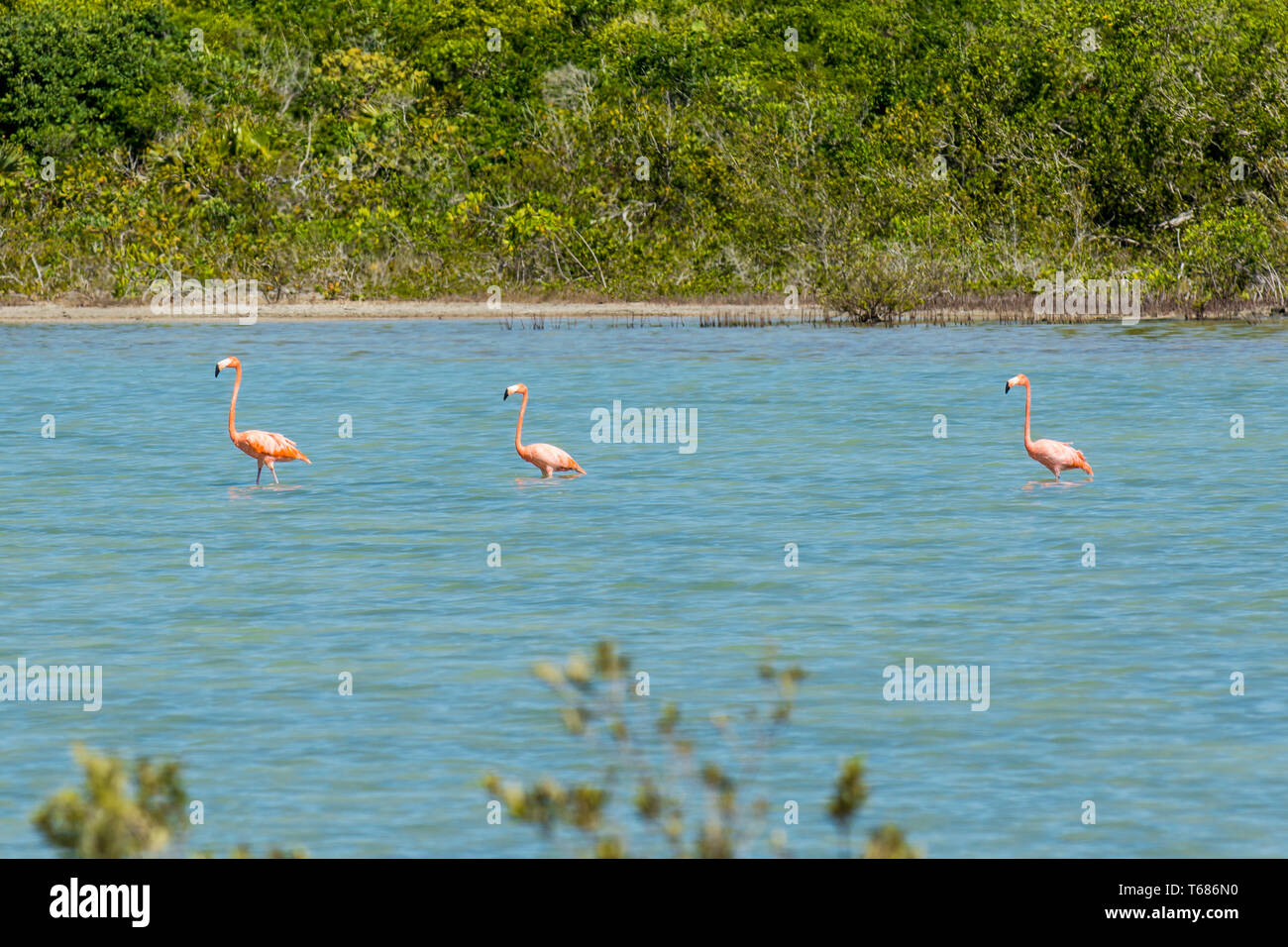 Amerikanischer Flamingo (Phönicopterus ruber) am Flamingo-Teich, Ramsar-Naturreservat, Nord-Caicos, Turks- und Caicosinseln, Karibik. Stockfoto