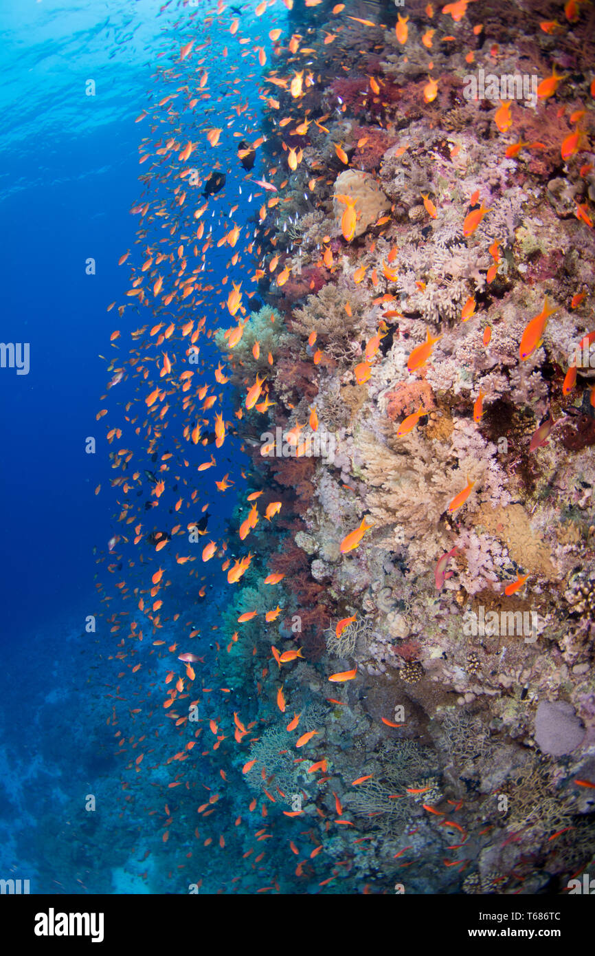 Vibrant Coral Reef in tropischen Gewässern, mit bunten Hart- und Weichkorallen von Orange und Silber Fisch umgeben, mit der Sonne und Meer Oberfläche Stockfoto