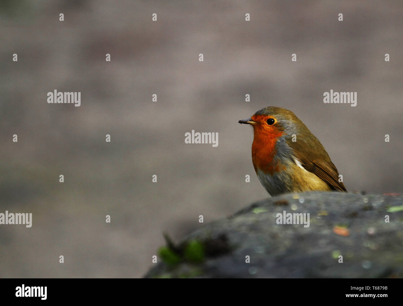 Europäische Robin oder Redbreast, Erithacus rubecula Stockfoto