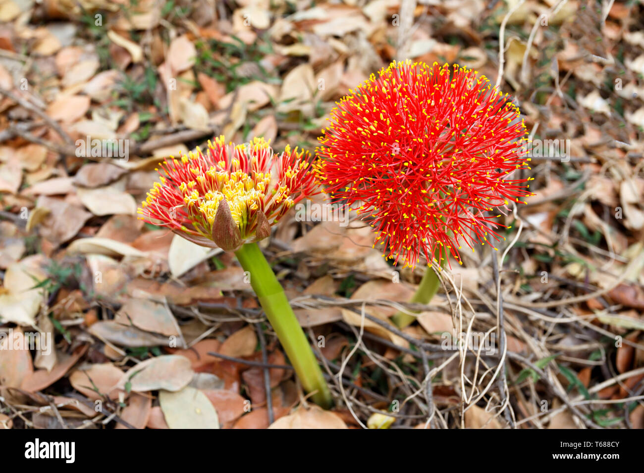 Roten Kugel Blume (Feuerball Lily) in Victoria Falls. Stockfoto