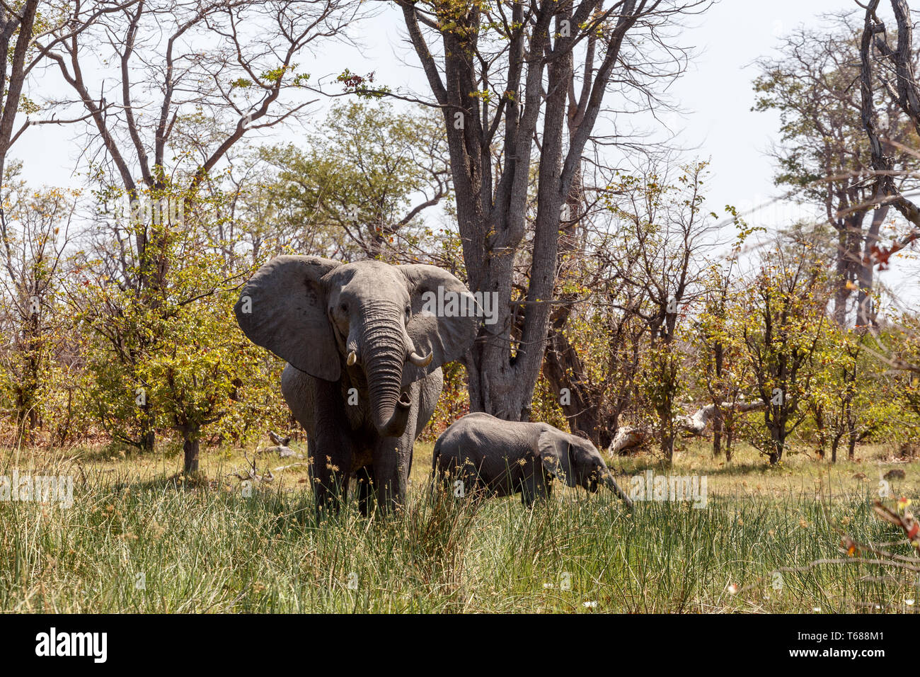 Afrikanischer Elefant Moremi Game Reserve, Okawango Delta Stockfoto