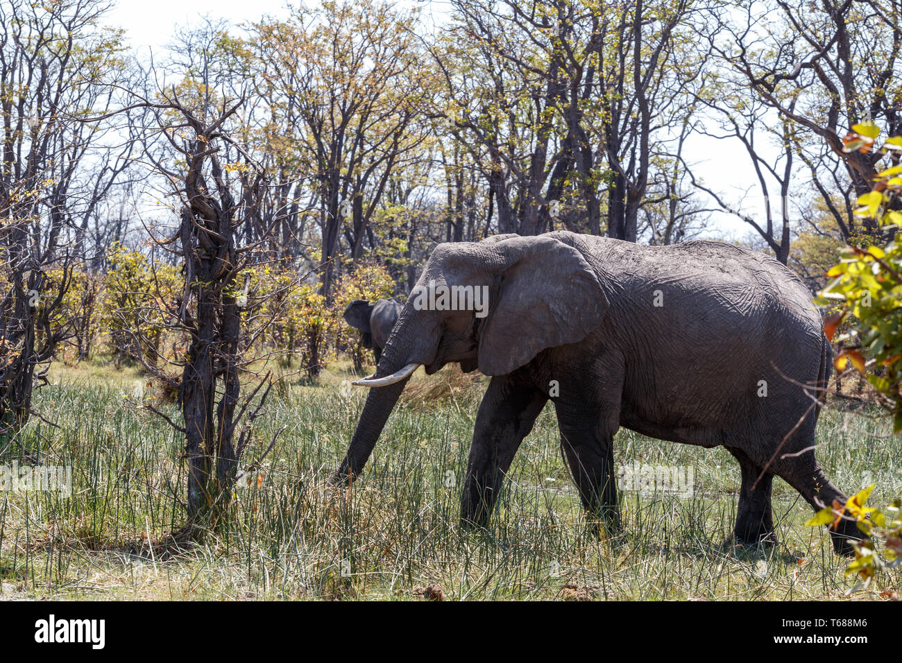 Afrikanischer Elefant Moremi Game Reserve, Okawango Delta Stockfoto