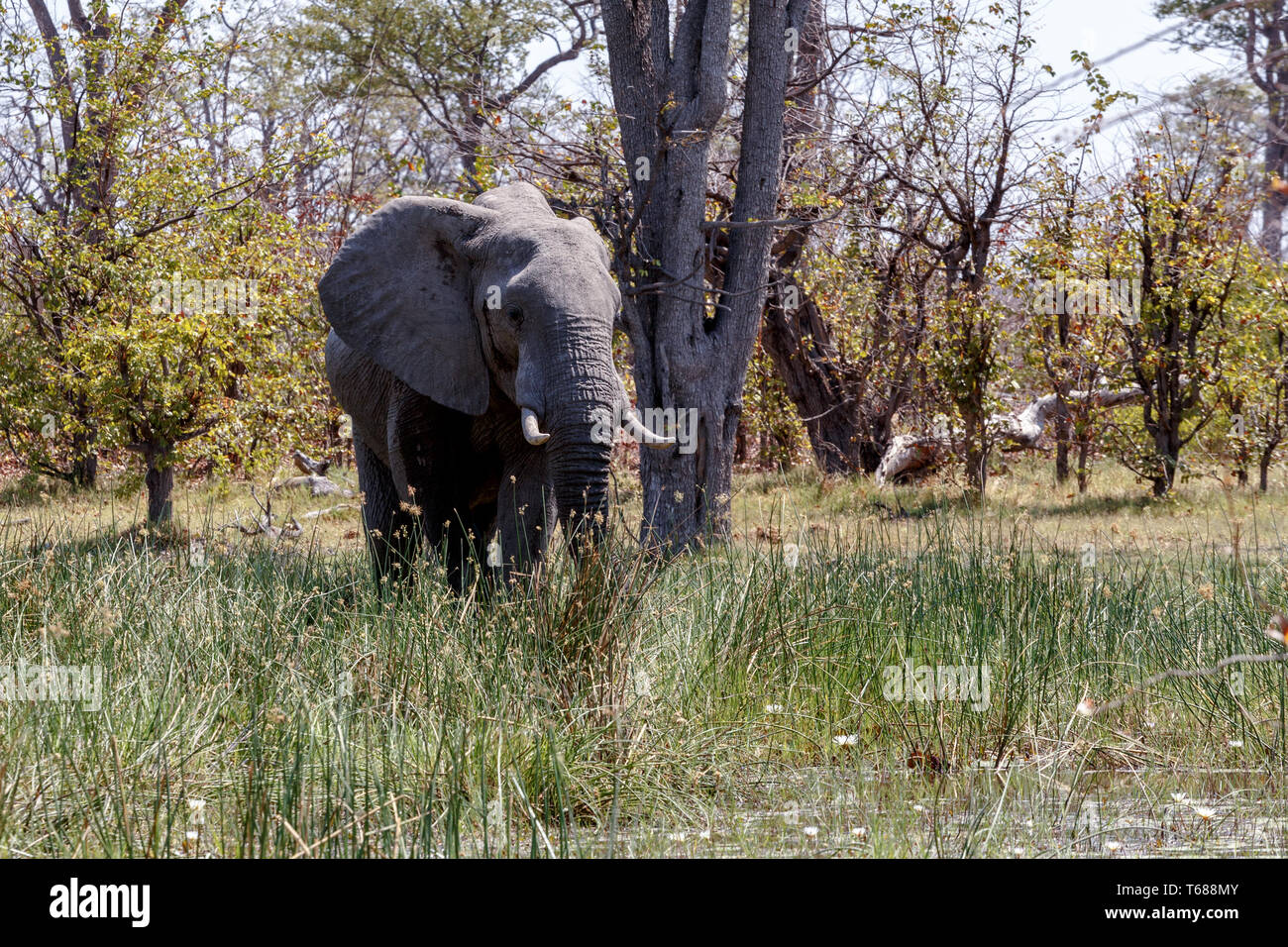 Afrikanischer Elefant Moremi Game Reserve, Okawango Delta Stockfoto