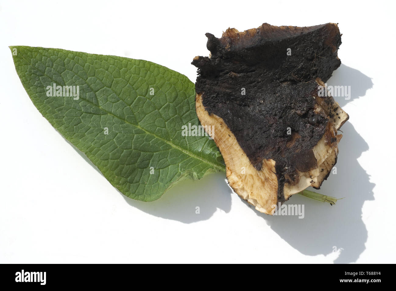 Gattung Beinwell, Symphytum officinale Symphytum oder Stockfoto