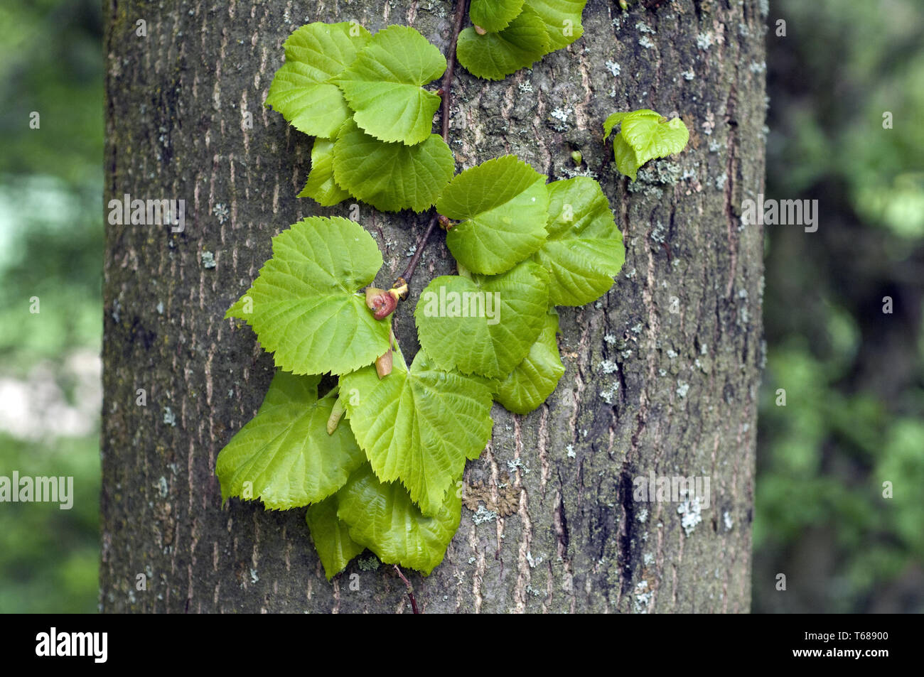 Linde, Gattung Tilia Stockfoto