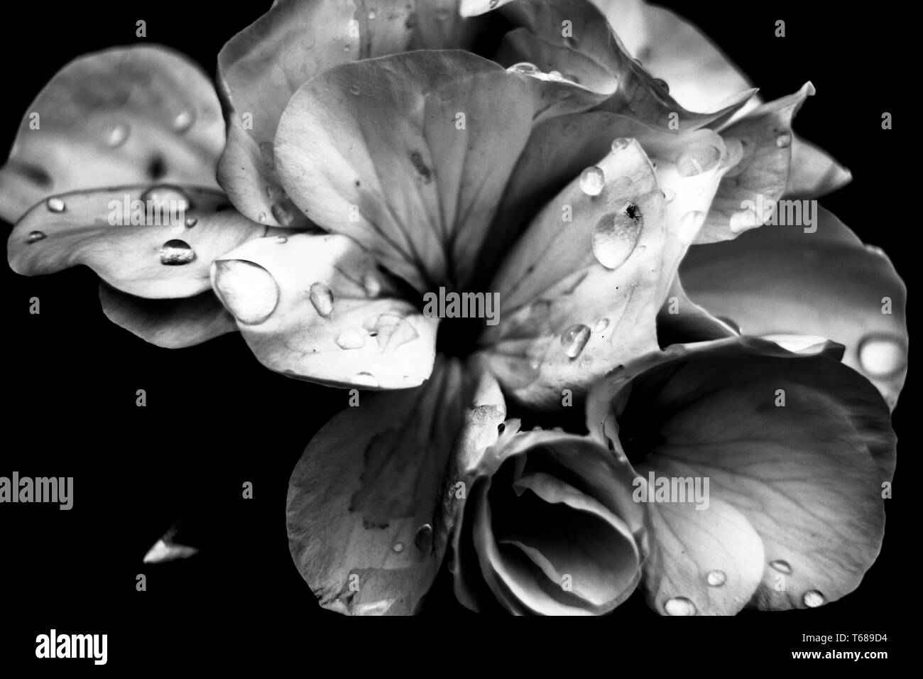 Blumen in voller Blüte Stockfoto