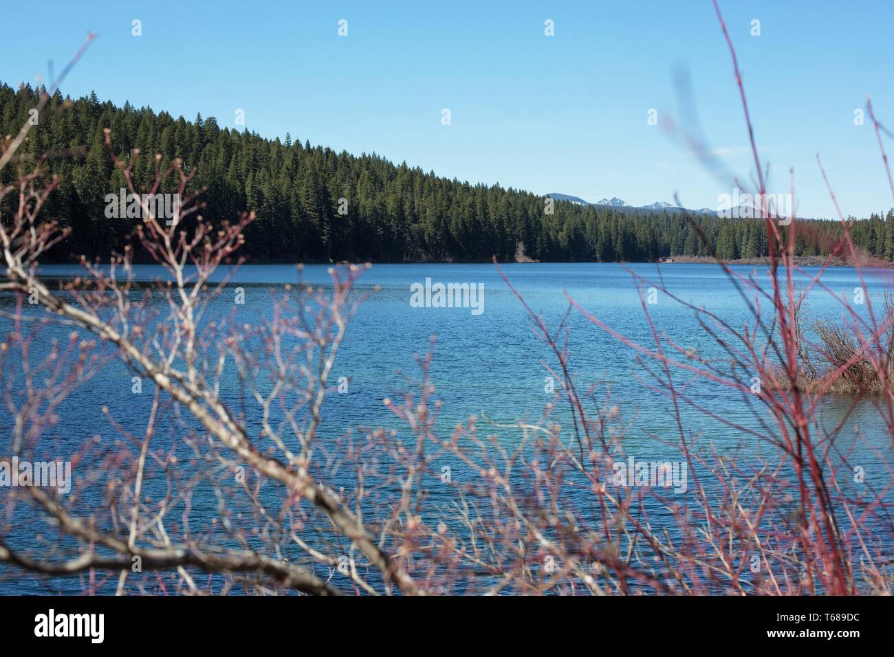 Clear Lake in Willamette National Forest in Oregon, USA. Stockfoto