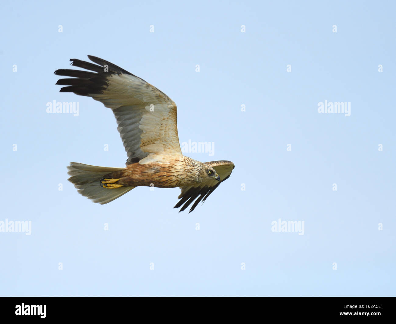Eurasischen Rohrweihe [Circus aeruginosus] Stockfoto