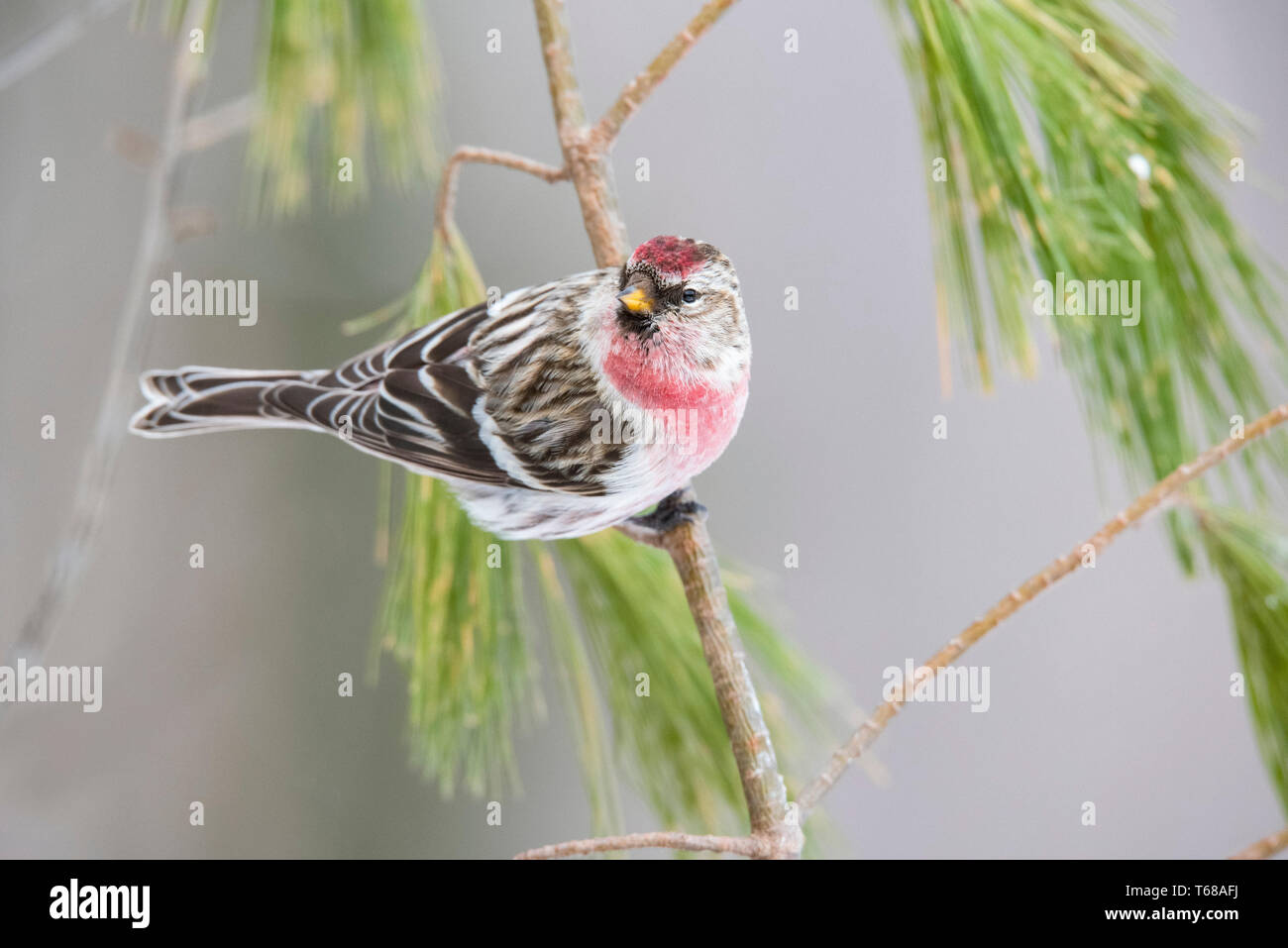 Common redpoll, Acanthis flammea, thront auf white pine Zweig, Winter, Nova Scotia, Kanada Stockfoto