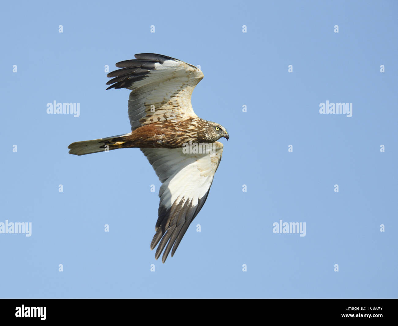 Eurasischen Rohrweihe [Circus aeruginosus] Stockfoto