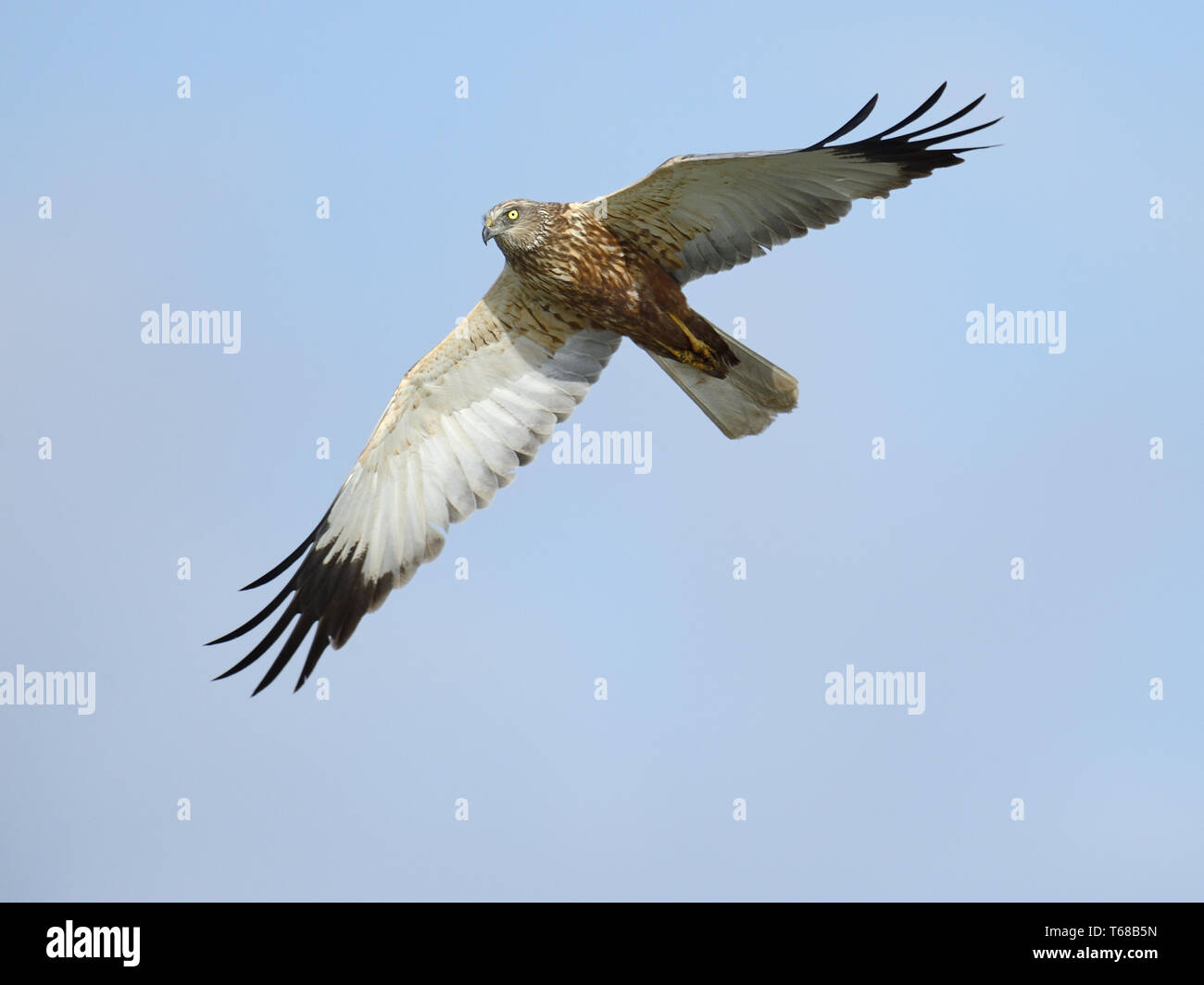 Eurasischen Rohrweihe [Circus aeruginosus] Stockfoto