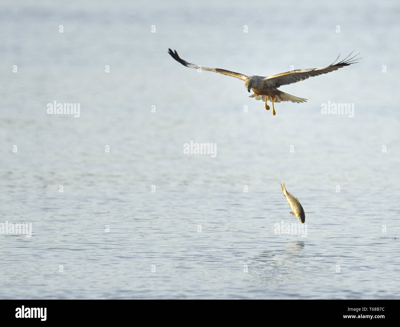 Eurasischen Rohrweihe [Circus aeruginosus] Stockfoto