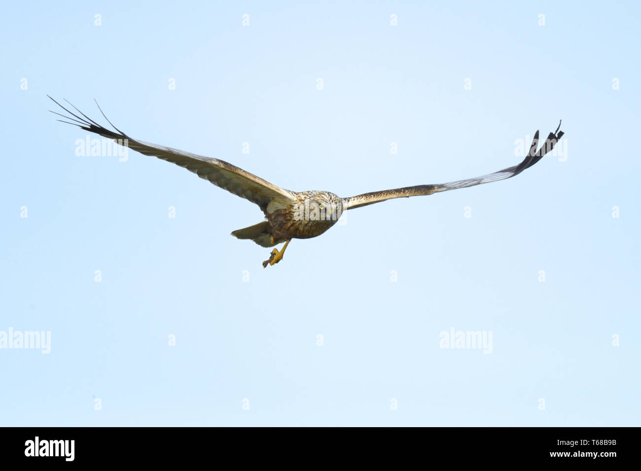 Eurasischen Rohrweihe [Circus aeruginosus] Stockfoto
