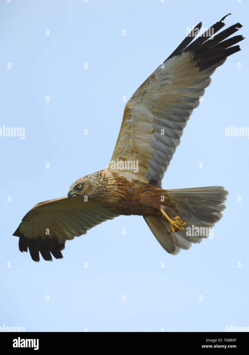 Eurasischen Rohrweihe [Circus aeruginosus] Stockfoto