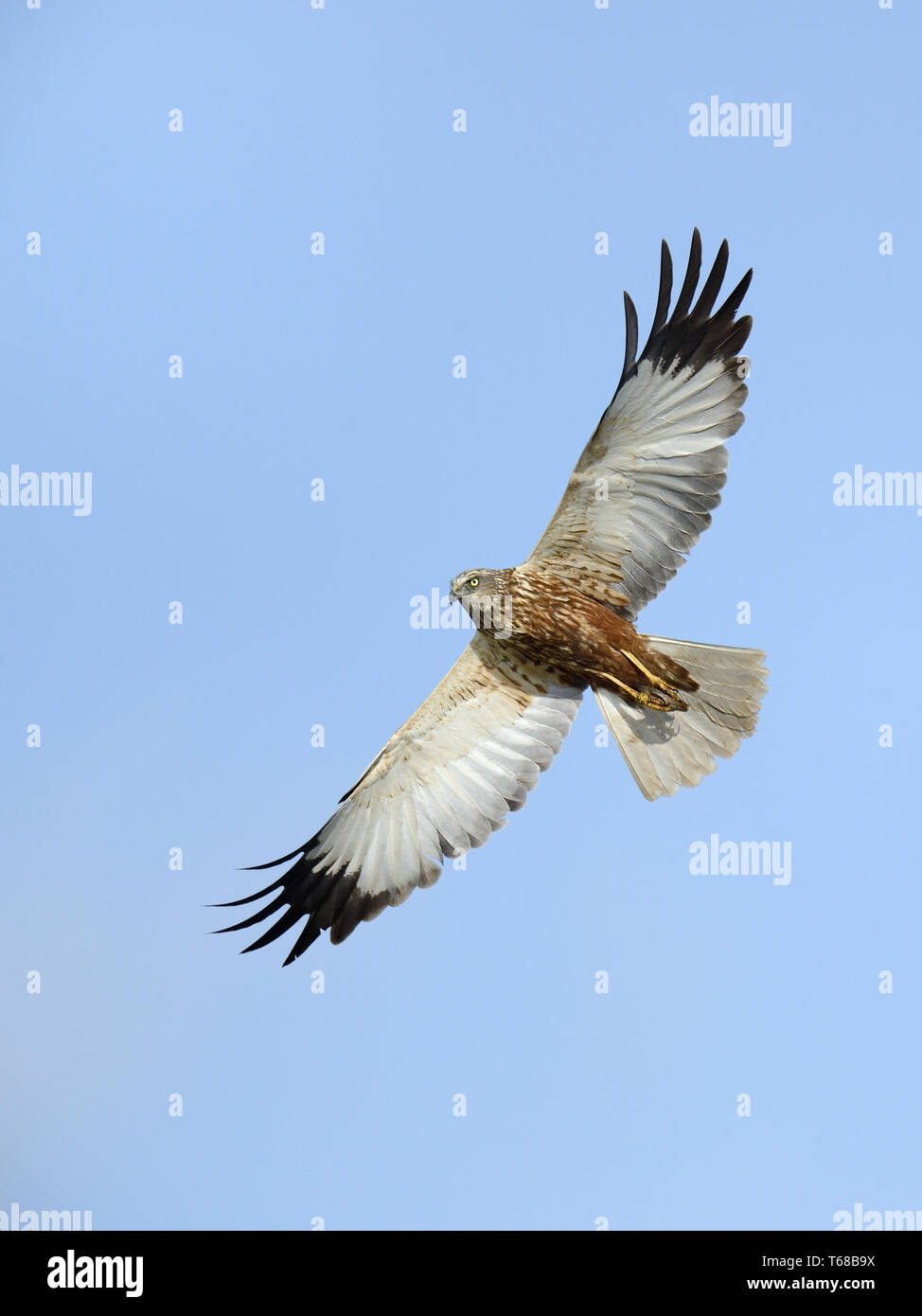 Eurasischen Rohrweihe [Circus aeruginosus] Stockfoto
