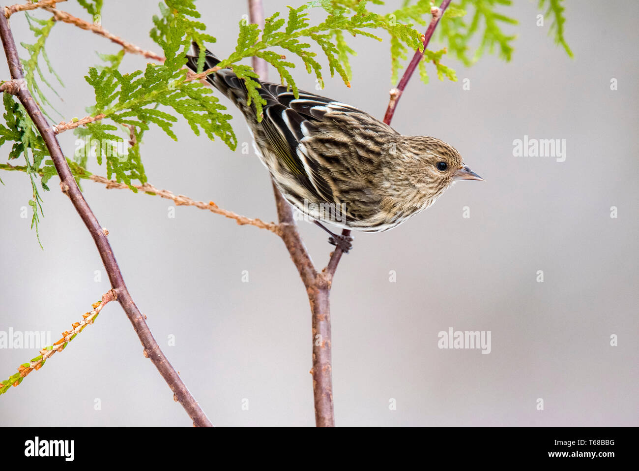 Kiefer Zeisig, spinus Pinus, thront, zeder Zweig, Winter, Nova Scotia, Kanada Stockfoto
