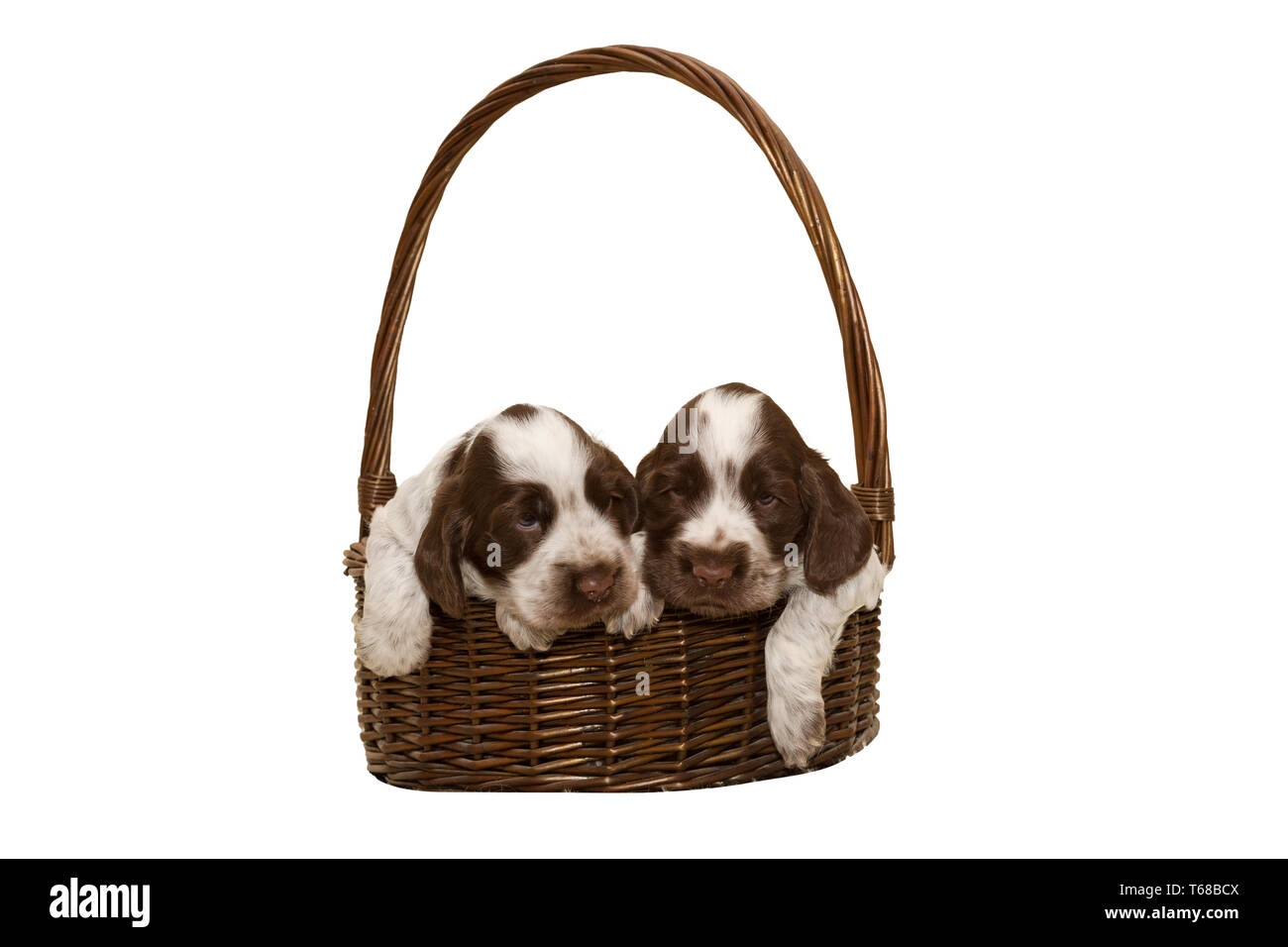 Zwei Welpen von Braun English Cocker Spaniel Stockfoto