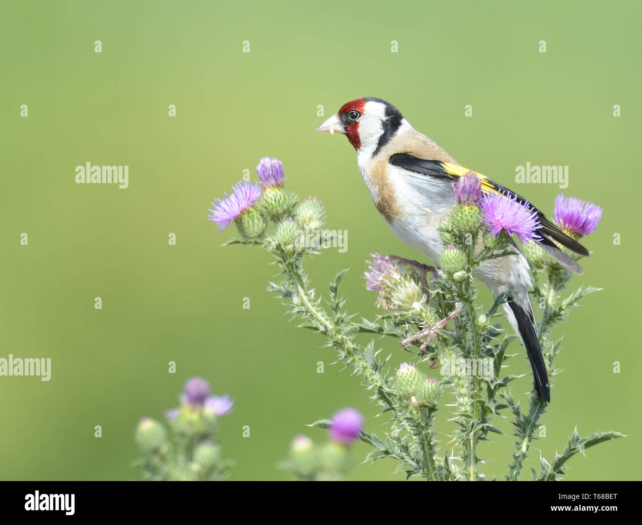 Europäische Stieglitz, Carduelis carduelis Stockfoto