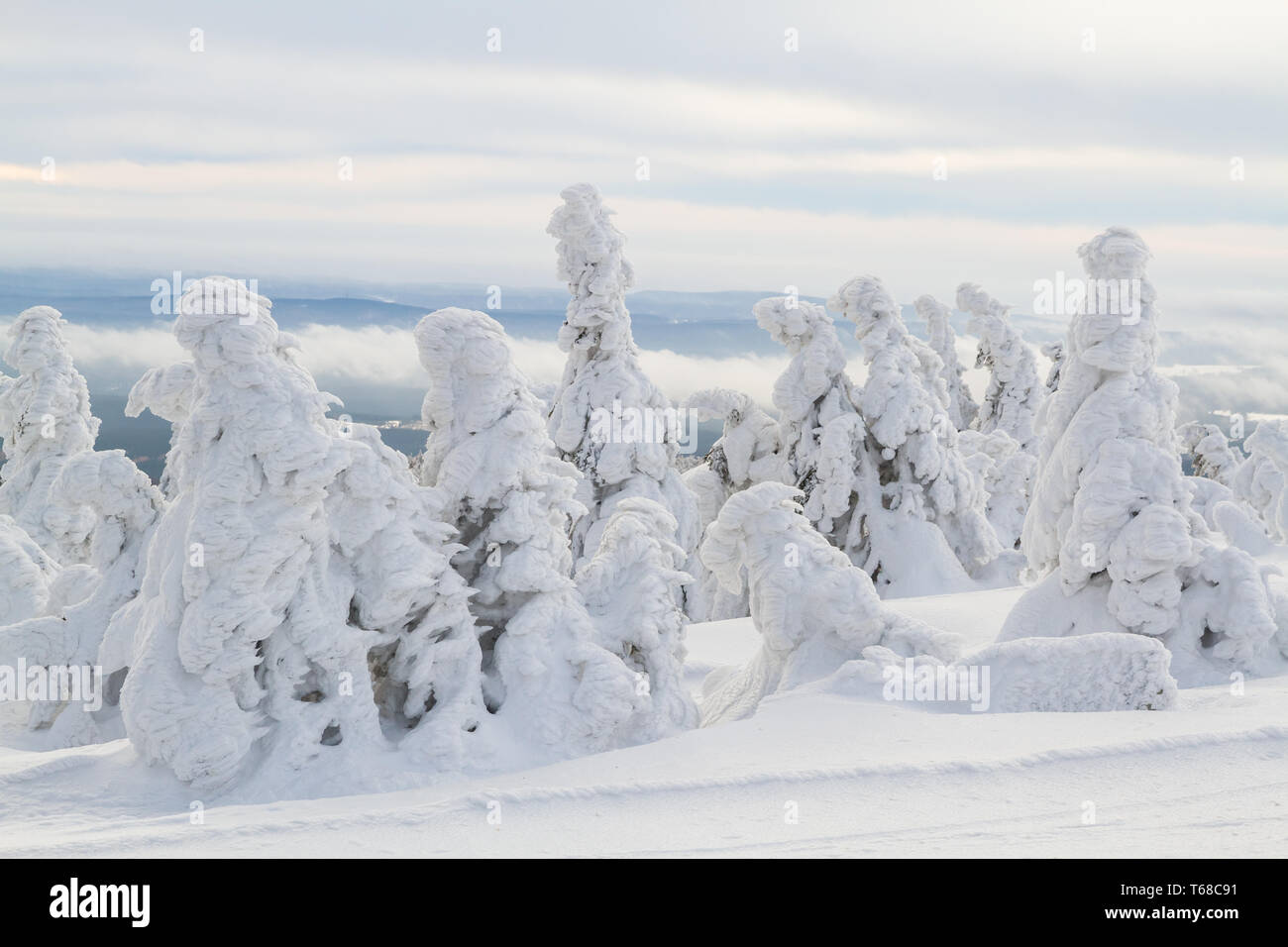 Winter im Nationalpark Harz, Brocken, Deutschland Stockfoto
