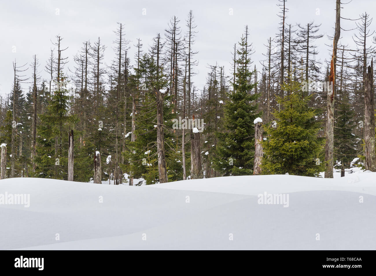 Winter im Nationalpark Harz, Brocken, Deutschland Stockfoto