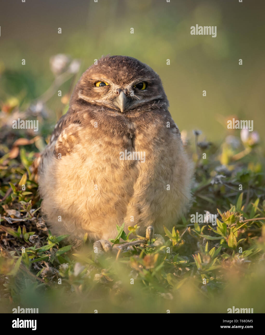 Kanincheneule Stockfoto