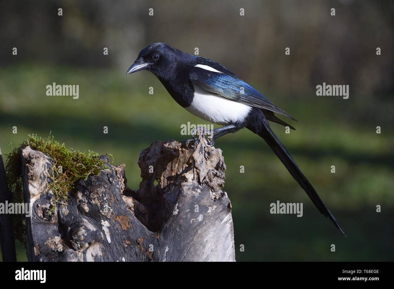 Elster, Pica Pica, Deutschland Stockfoto