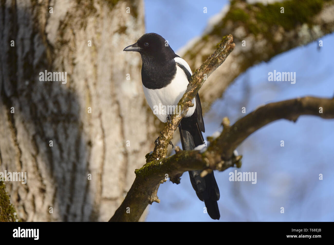 Elster, Pica Pica, Deutschland Stockfoto
