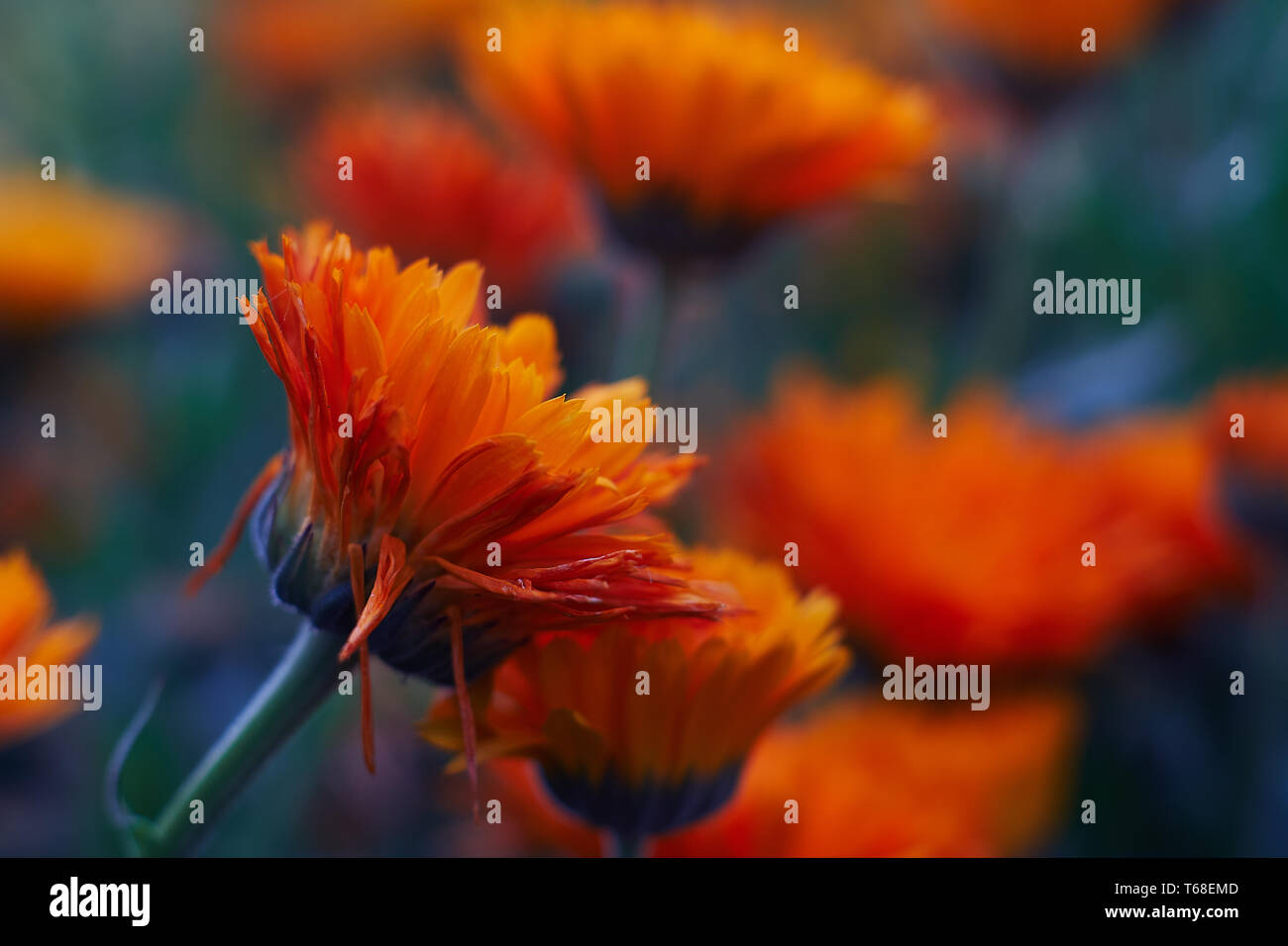 Calendula officinalis oder Pot marigold int den Garten Stockfoto